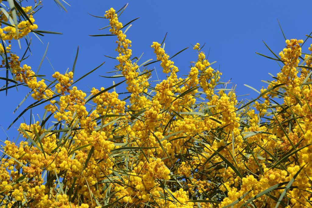 Apartments Mimose 巴德希 外观 照片